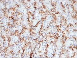 CD163 Antibody (M130/3708R) - Azide and BSA Free, Novus Biologicals 100 &mu;g | Buy Online | Novus Biologicals | Fisher Scientific